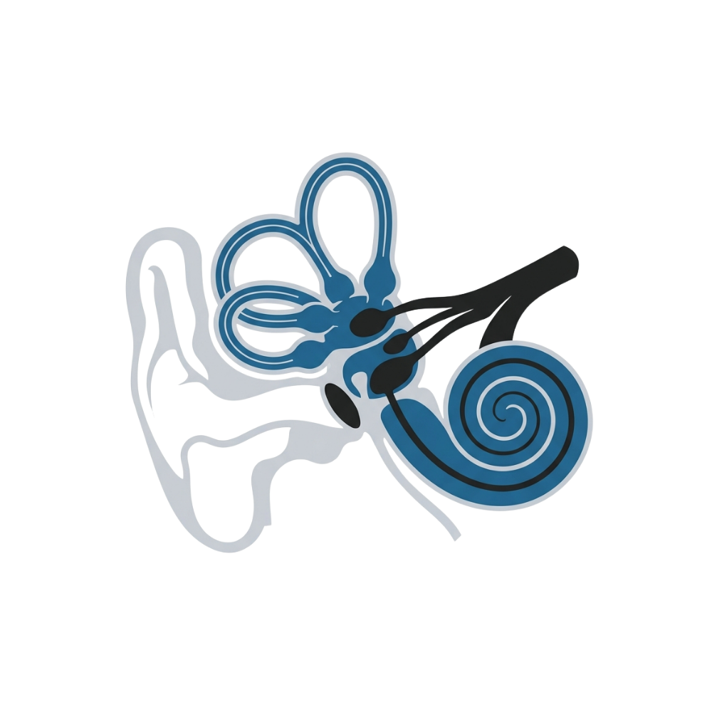 inner ear